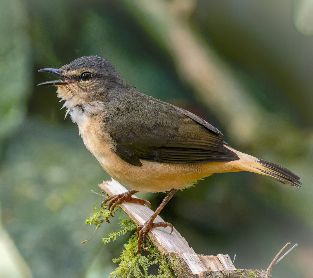 image Buff-rumped Warbler